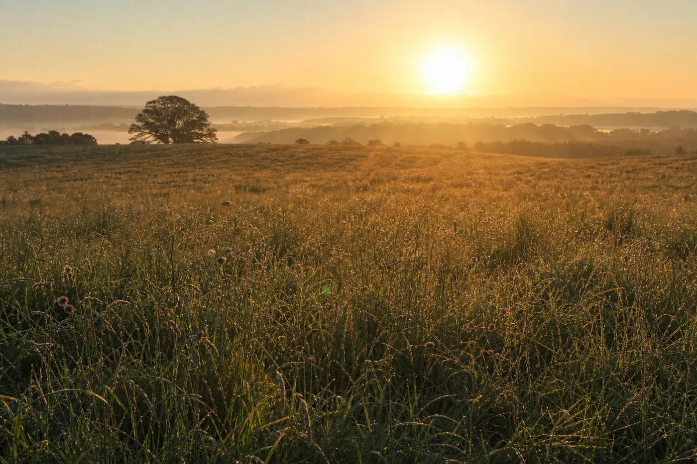 Midsummer sunrise over a meadow with wildflowers and an old oak